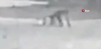 Kars'ta aç kalan kurt köpeği sürükleyerek böyle götürdü