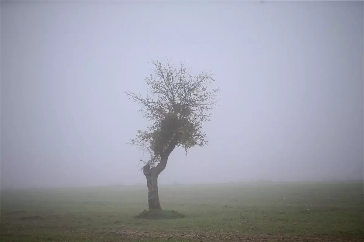 Kırklareli\'nde yoğun sis