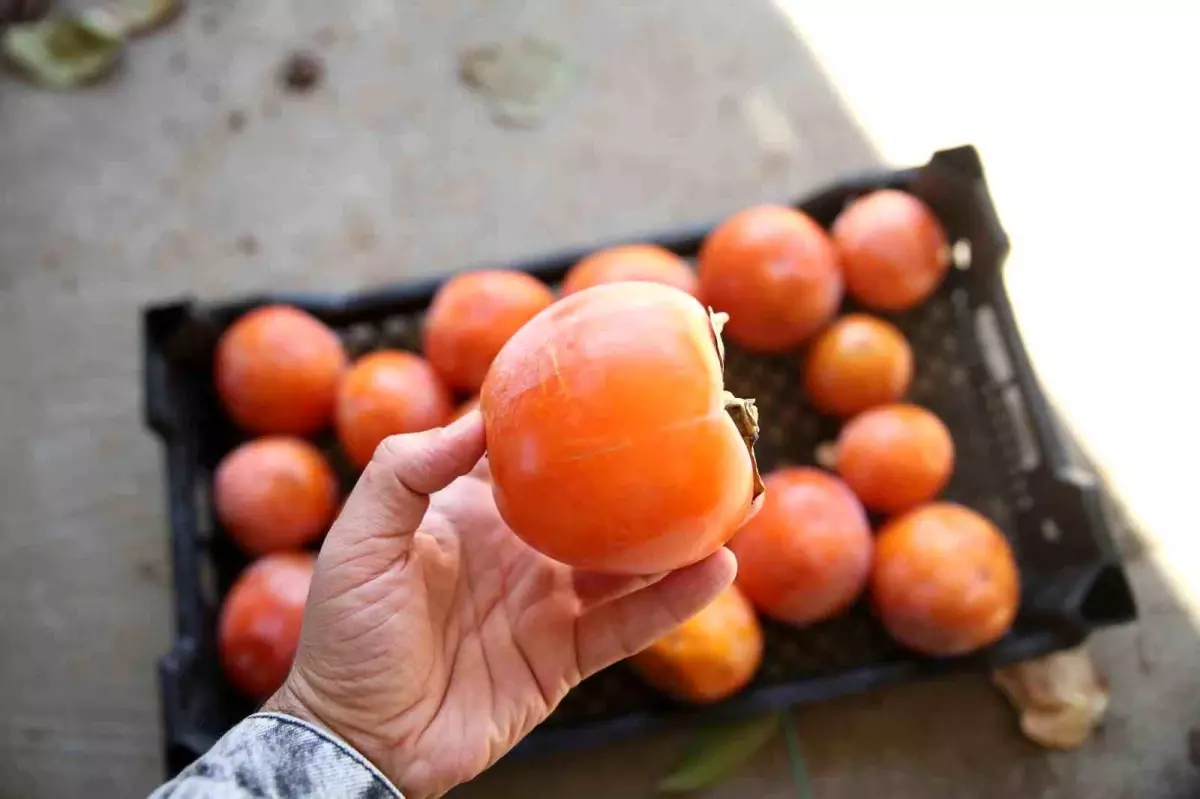 Mersin\'de Trabzon Hurması Hasadı Başladı