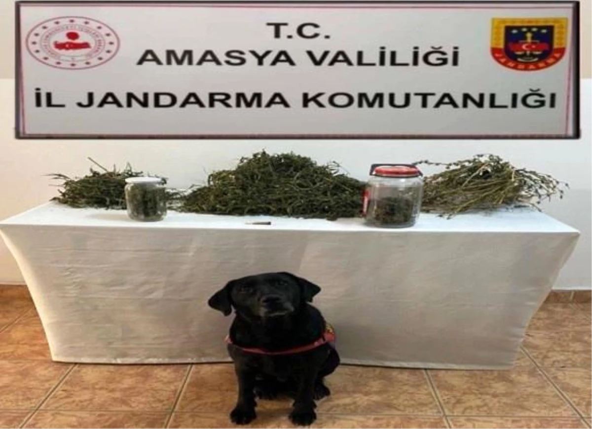 Amasya\'da Uyuşturucu Operasyonu: 2 Gözaltı