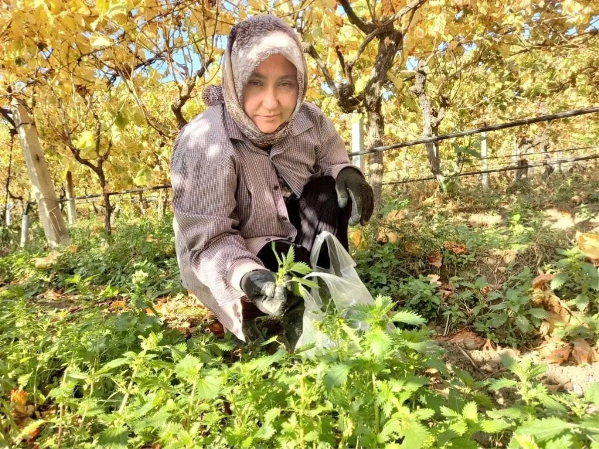 Sarıgöl\'de doğal ısırgan otları tercih ediliyor