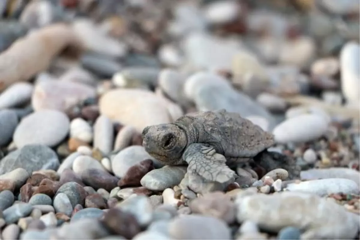 Antalya\'da Caretta Caretta Yavru Sayısı İki Kat Arttı