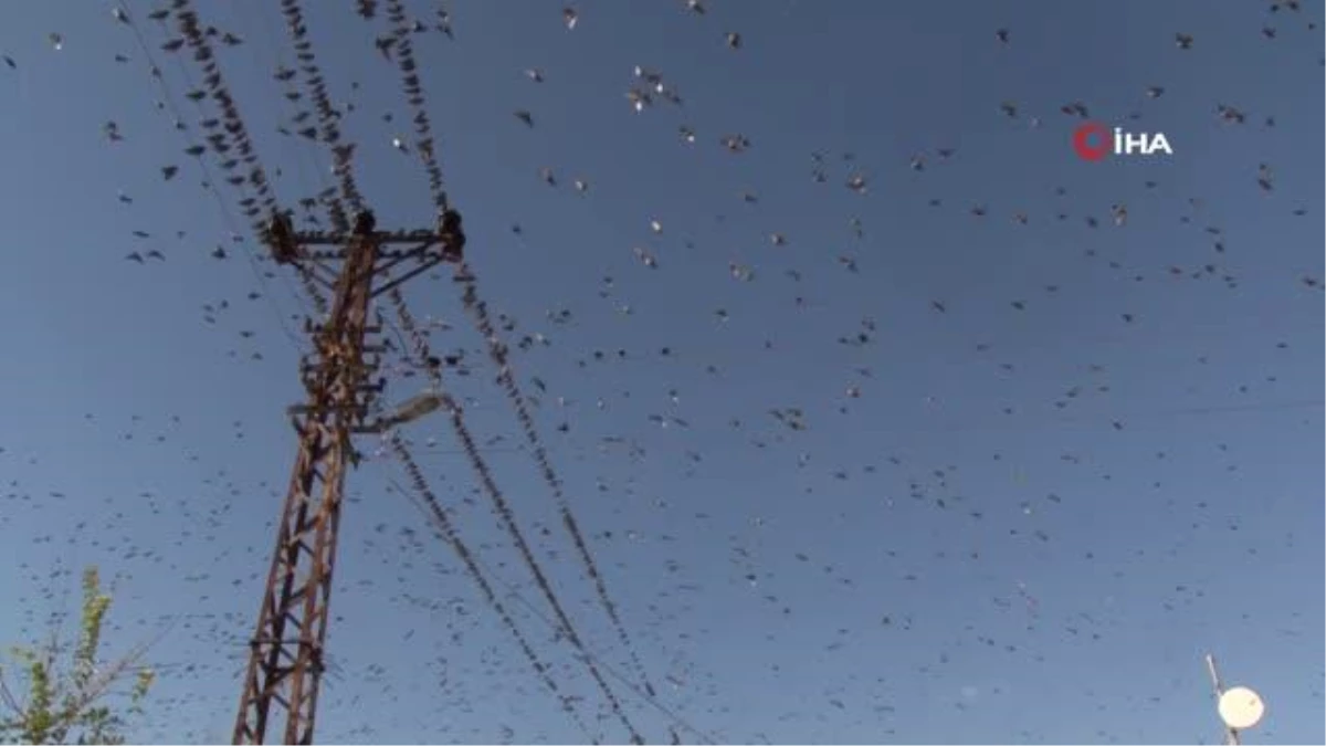 Edirne\'de bir köyün üzerini binlerce sığırcık kuşu kapladı