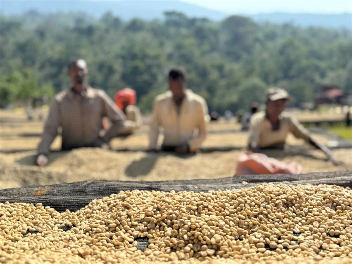 Etiyopya\'da Yetişen Yergaceffee Kahvesi Dünyanın Beğenisine Sunuluyor