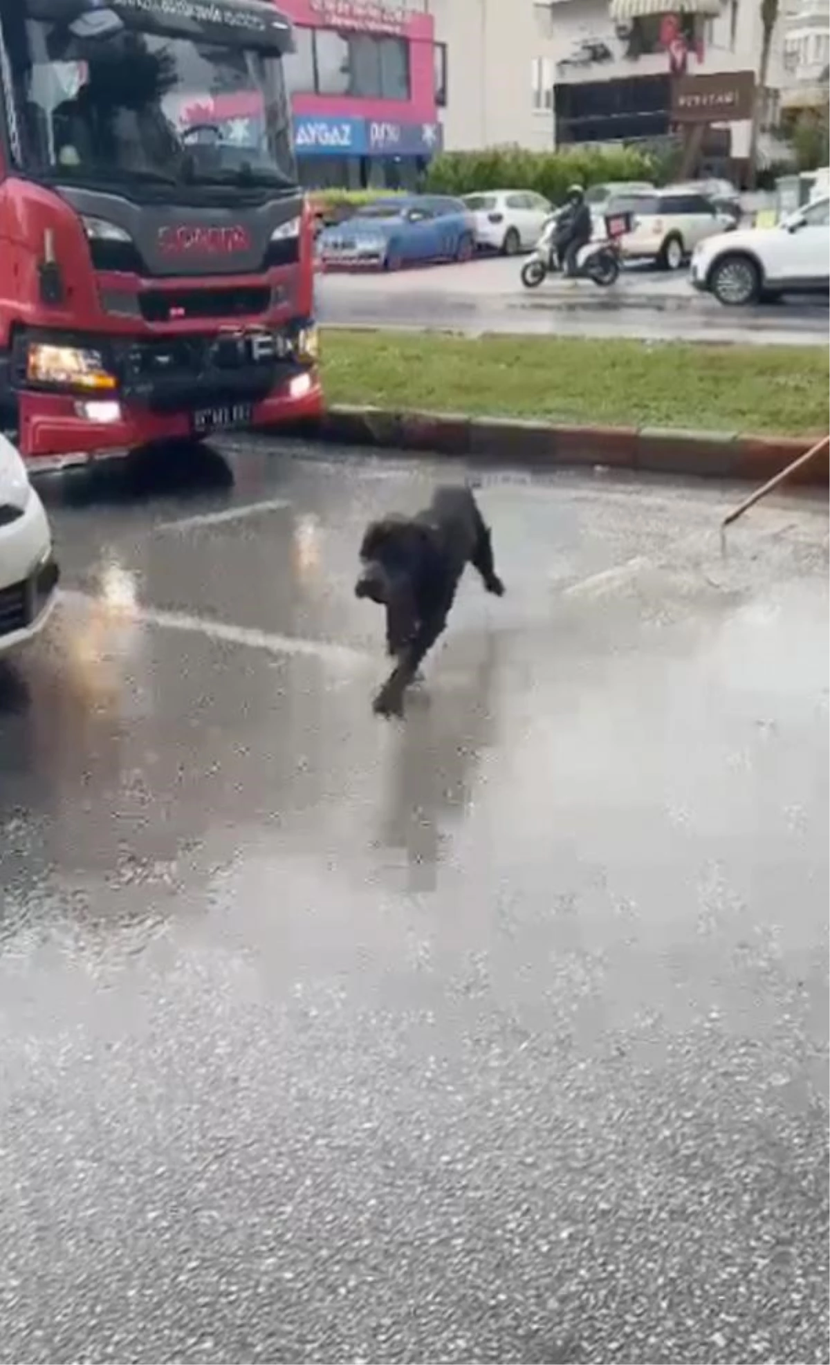 Antalya\'da sokak köpeği yağmur suyu drenaj hattında mahsur kaldı