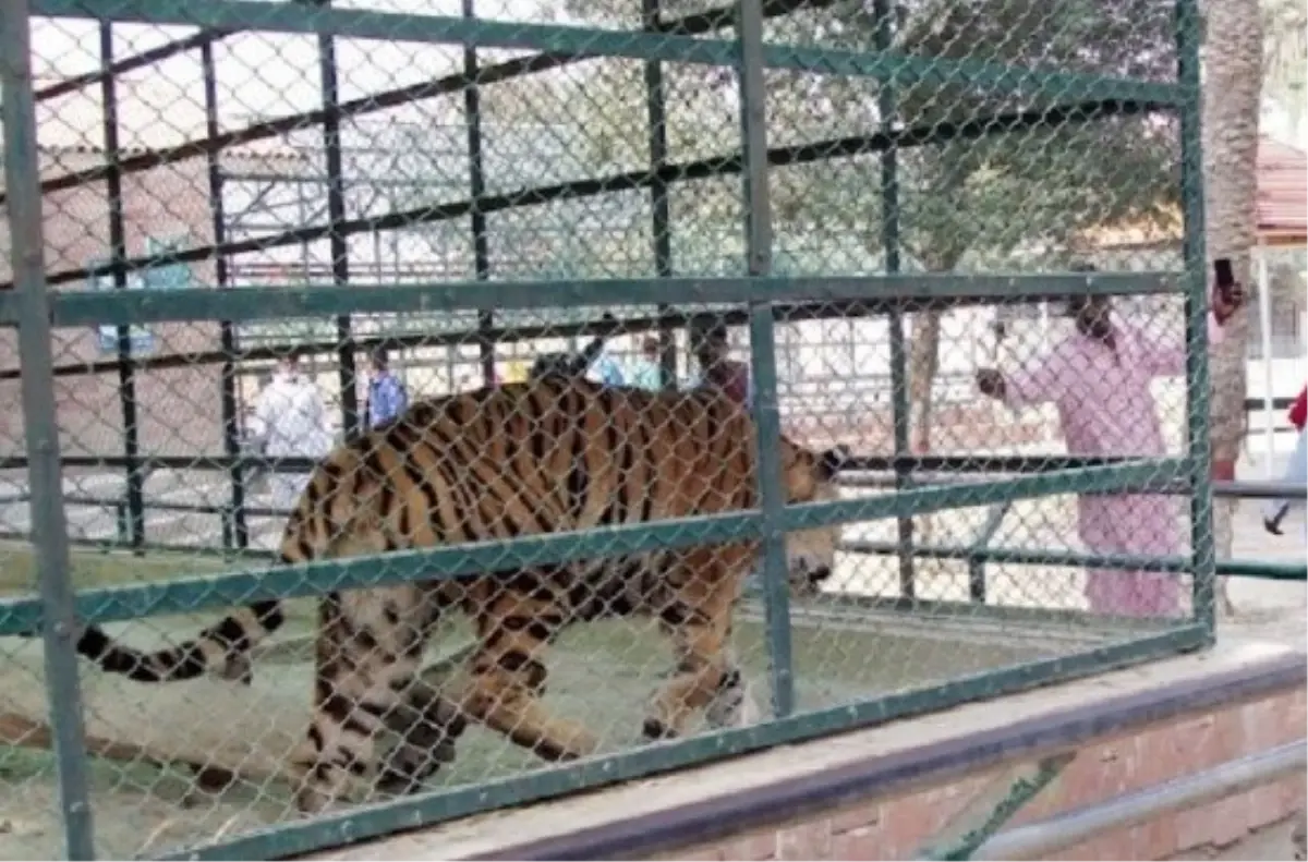 Pakistan\'da bir kaplan kafesine giren adamı diri diri yedi