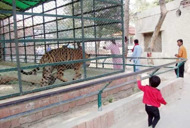 Pakistan'da bir kaplan kafesine giren adamı diri diri yedi Pakistan'da bir kaplan kafesine giren adamı diri diri yedi