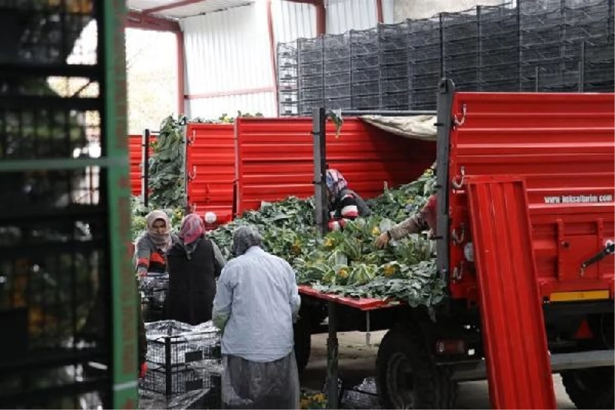 Kış Sebzelerinde Yağış Rejimi Düzensizliği Verimi Etkiliyor