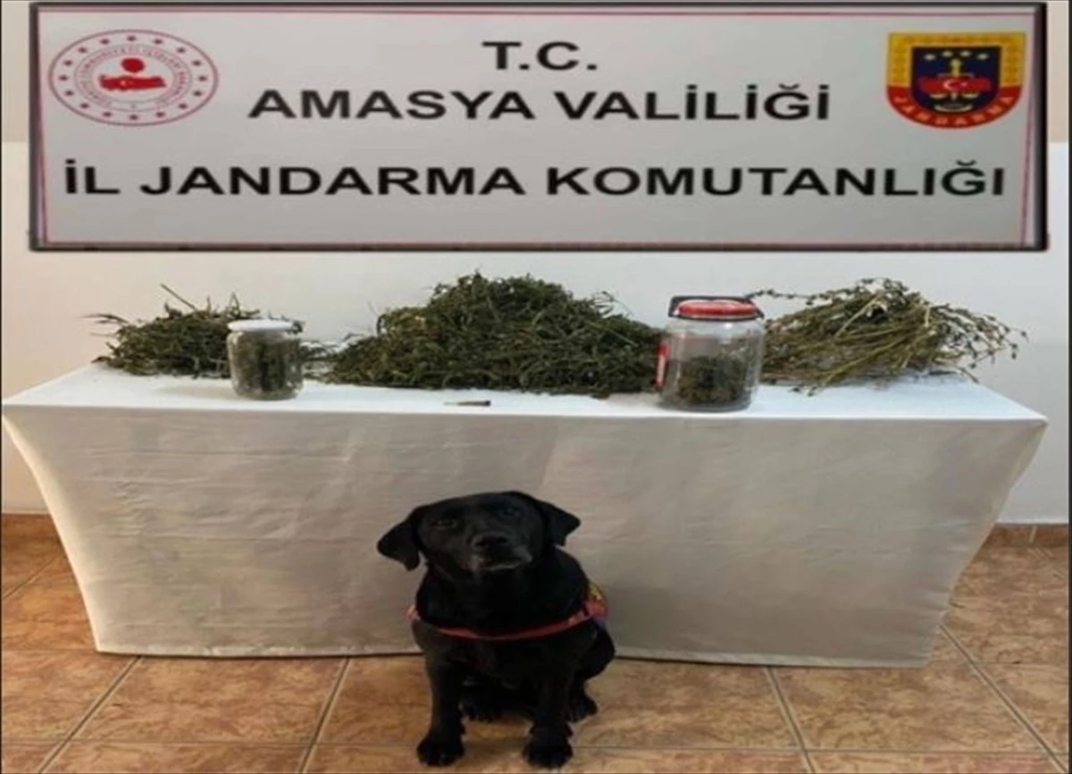 Amasya\'da Uyuşturucu Operasyonu: 2 Zanlı Gözaltına Alındı