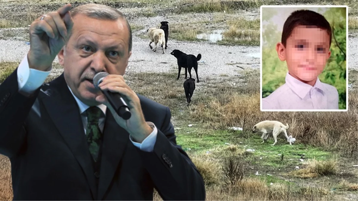Ankara\'daki vahşete sessiz kalamadı! Cumhurbaşkanı Erdoğan\'dan sokak köpekleri mesajı: Bu sorunu çözüme kavuşturacağız