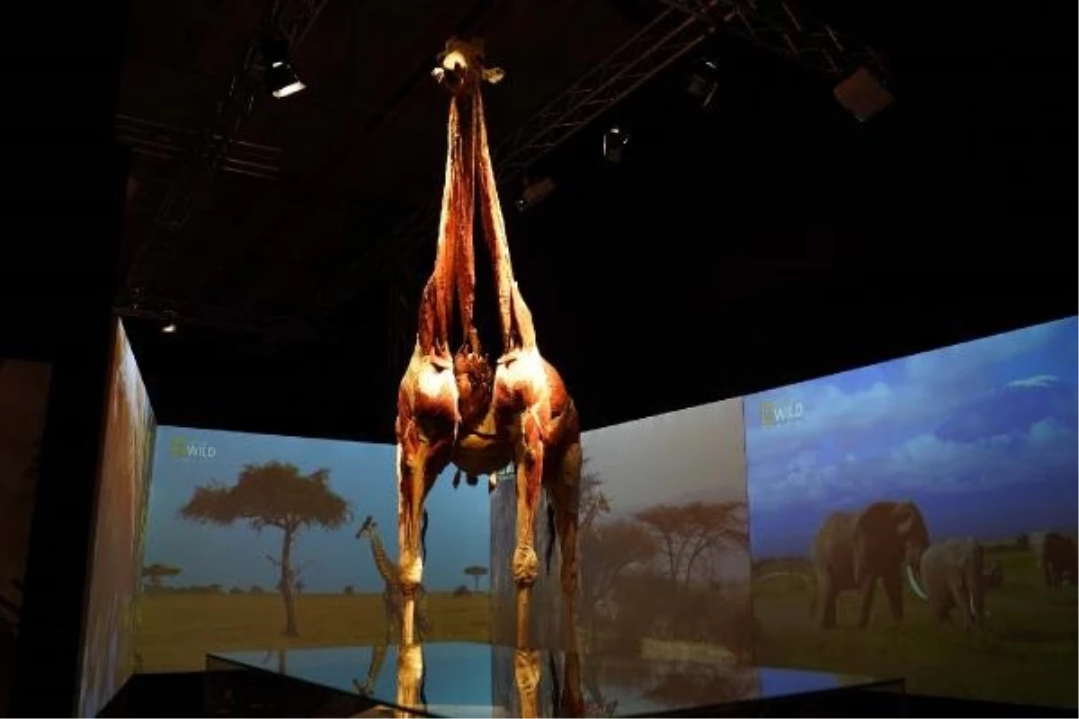 Body Worlds: Animal Inside Out' in Istanbul
