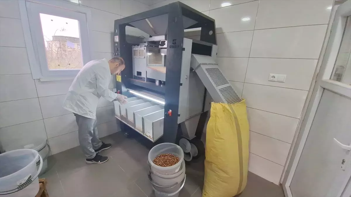 Samsun Bafra\'da fındık işleme tesisi kuruldu