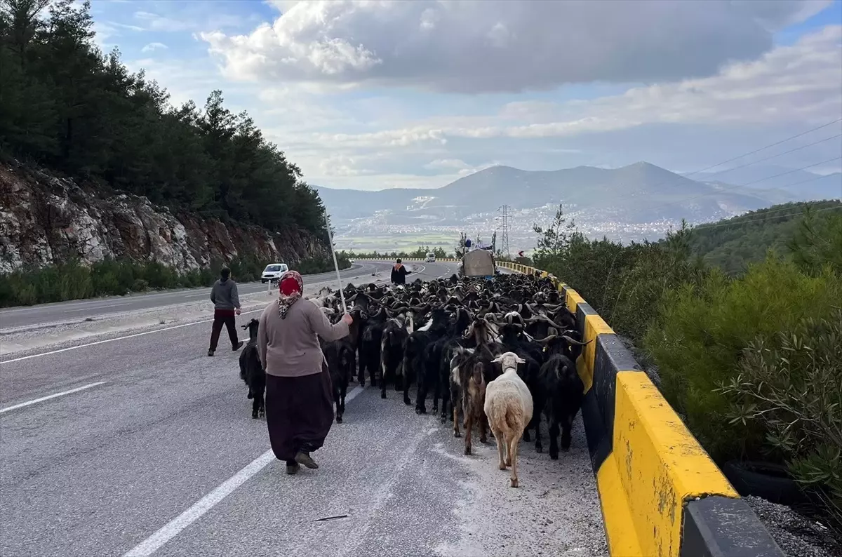 Yörükler, 200 kilometrelik yolu yaya olarak katederek göç etti