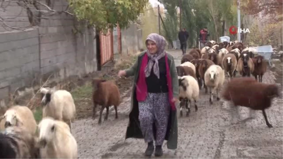 Erzincan\'da Küçükbaş Hayvancılık Projesi Destekleme Alan Kadın Girişimci Hayvan Varlığını 2 Katına Çıkardı