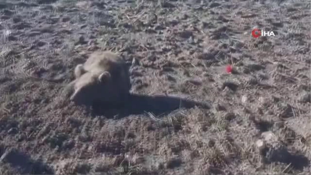 Domaniç\'te bulunan yaralı yavru ayıya ekipler sahip çıktı