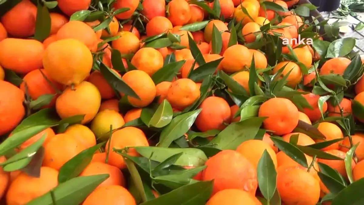 Mandalina Satışı Maliyetine Yapılıyor