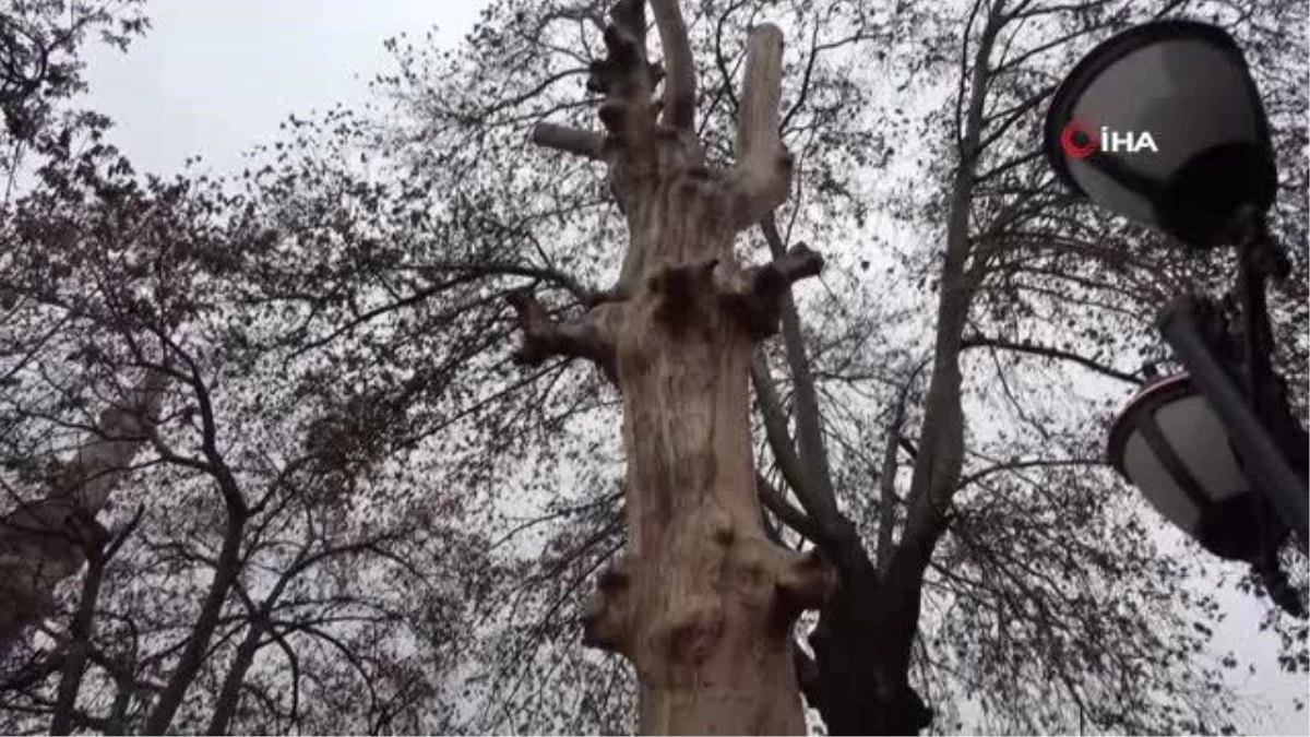 Kurumaya yüz tutmuş 350 yıllık ağacı heykele dönüştürdüler