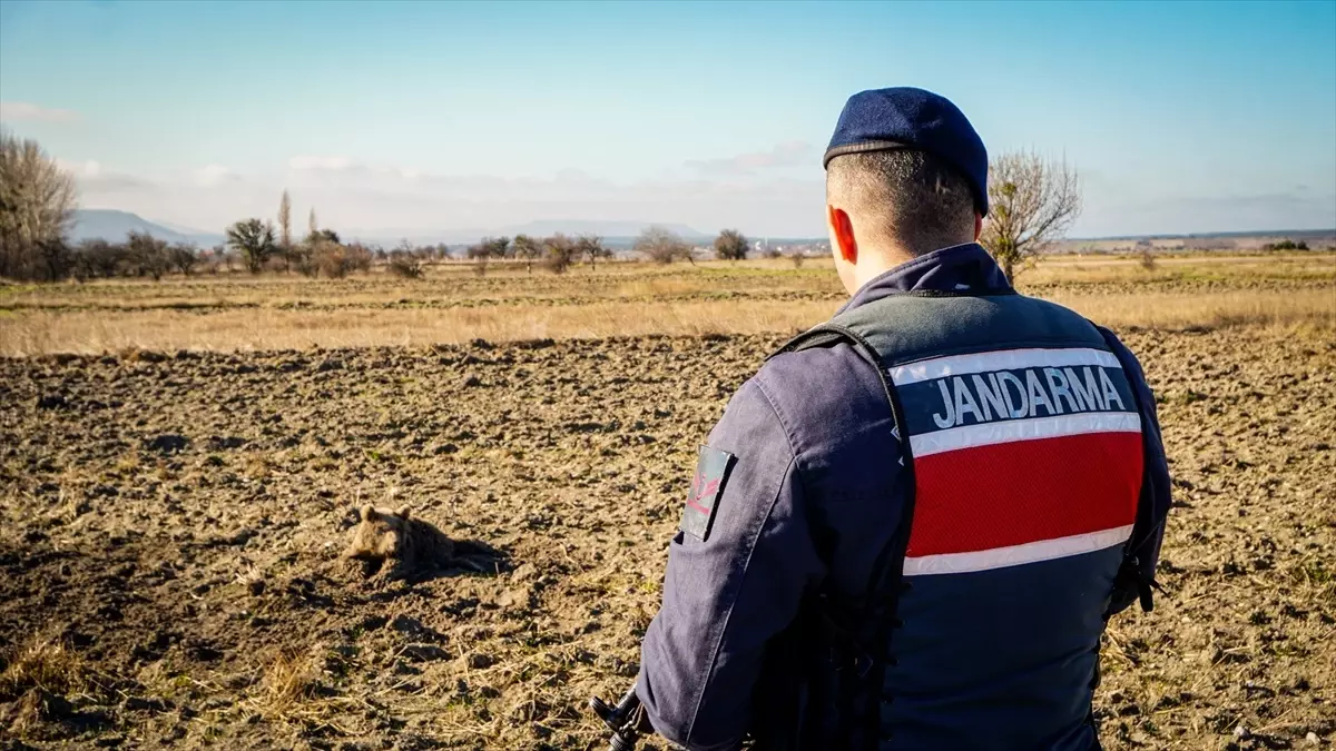 Yaralı Ayı Yavrusu Kütahya'da Tedavi Altına Alındı