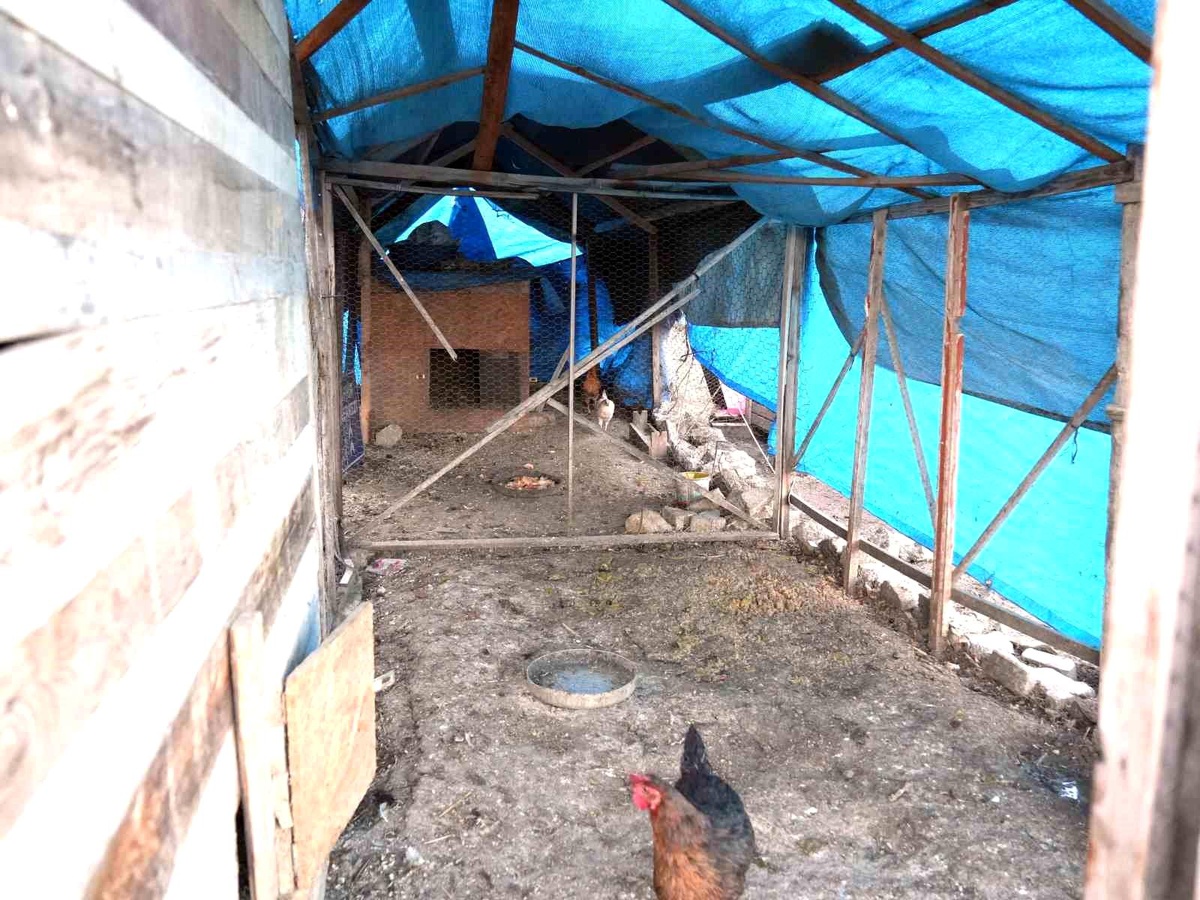 Kastamonu\'da Sokak Köpekleri Tarafından Tavuklar Telef Edildi