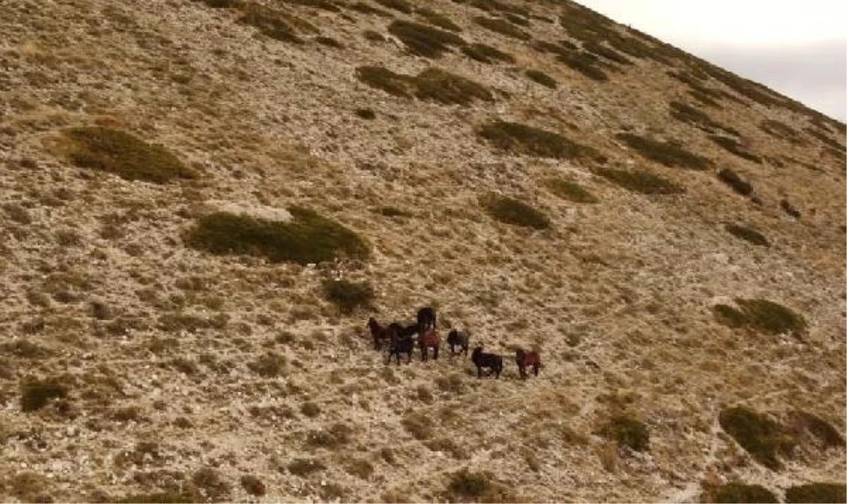 Akdağ Yaylası\'ndaki Yılkı Atları Dron ile Görüntülendi