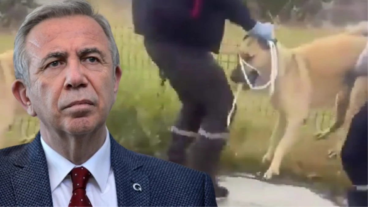 Ankara\'da sokak köpeklerini toplayan ekibe tepki gösterdiler: Mansur Yavaş sana oy yok