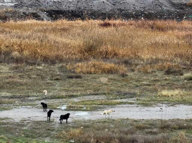 Başıboş köpeklerin saldırısına uğrayan Tunahan Yılmaz'ın annesi: İnşallah iyiye gidecek