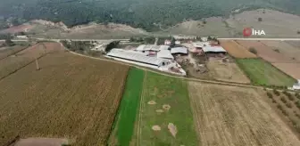 İki kardeş mühendisliği bırakıp çiftlik kurdu