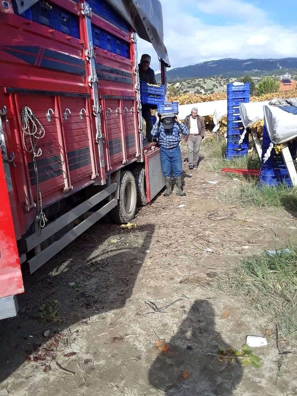 Sarıgöl\'de kış aylarında üzüm hasadı devam ediyor