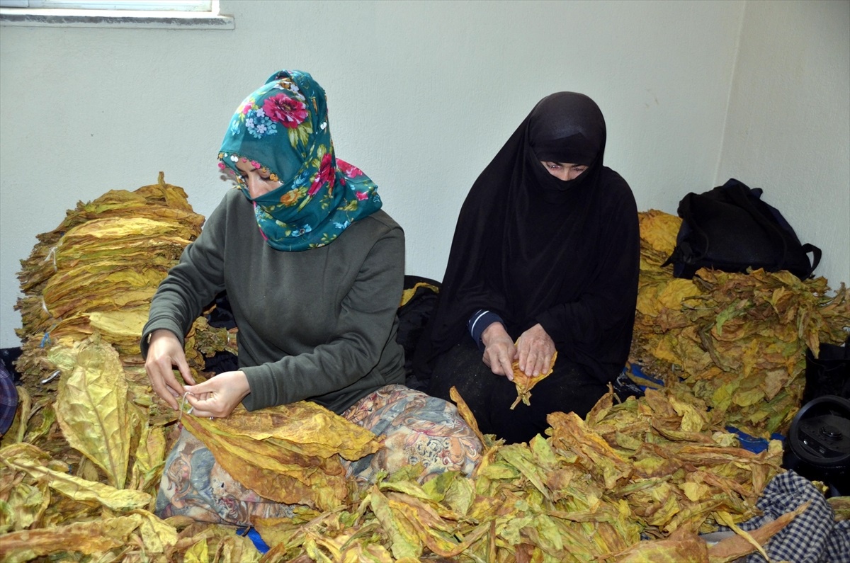 Muş\'ta Tütün Satış Hazırlıkları Başladı