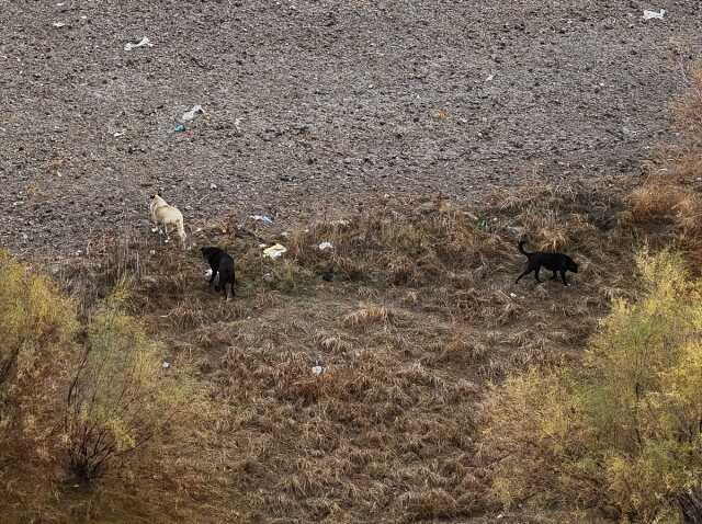 Sokak köpeklerini değil, parçaladıkları Tunahan'da kabahat buldu: Köpekler dışında herkes suçlu Sokak köpeklerini değil, parçaladıkları Tunahan'da kabahat buldu: Köpekler dışında herkes suçlu