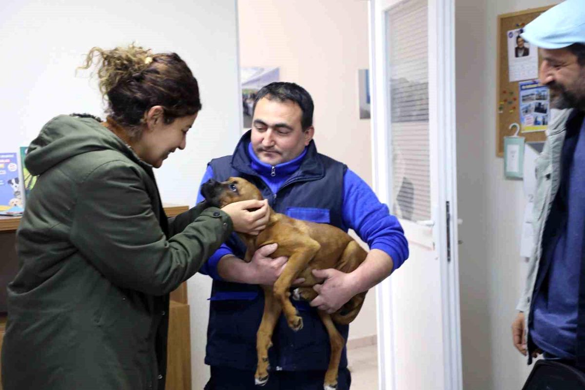 Muğla Büyükşehir Belediyesi Geçici Hayvan Bakımevi\'nde 3 bin 83 candost sahiplendirildi