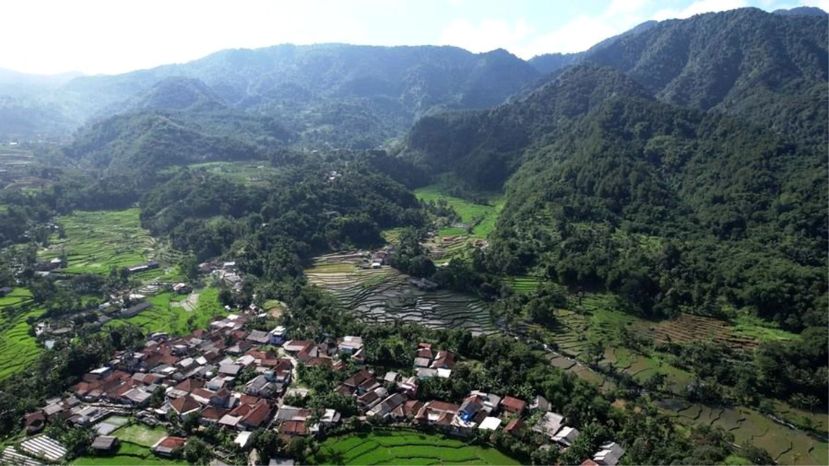 Albüm: Endonezya\'da Çiftçilerin Çeltik Tarlalarındaki Mesaisi Başladı