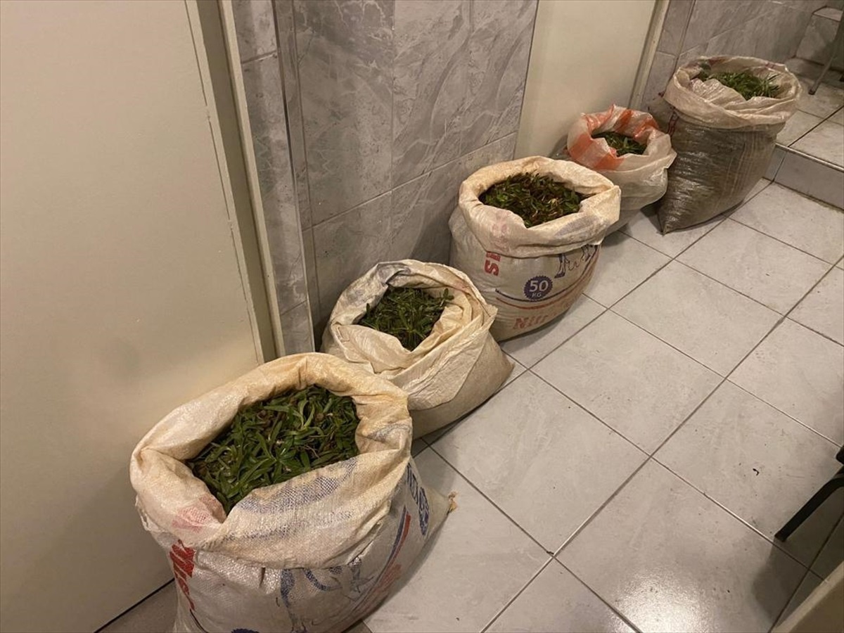 Aydın\'da Koruma Altında Bulunan Salep Soğanları Ele Geçirildi