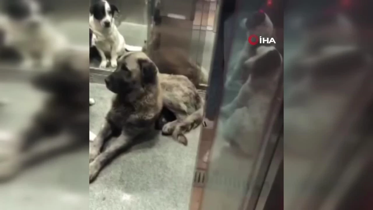 Sokak köpekleri asansörü kullanıyor