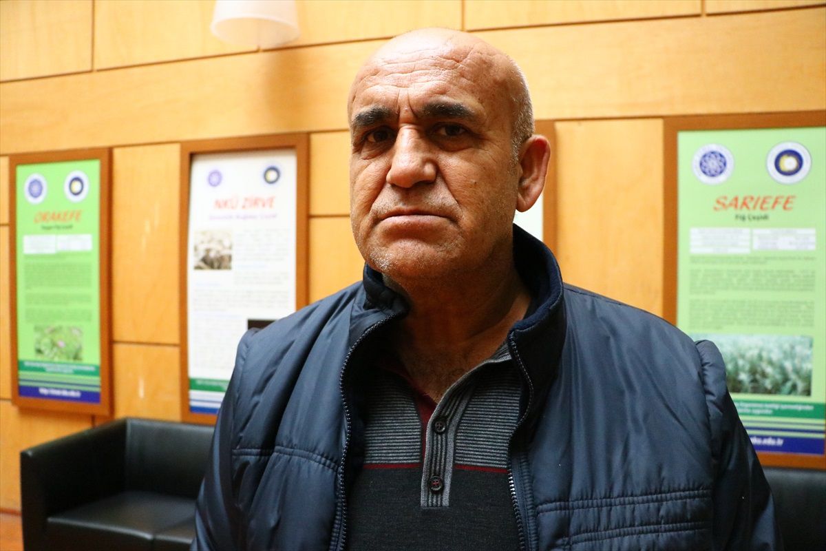 Buğday tarlalarına tek seferde üre gübresi vermek zararlı olabilir
