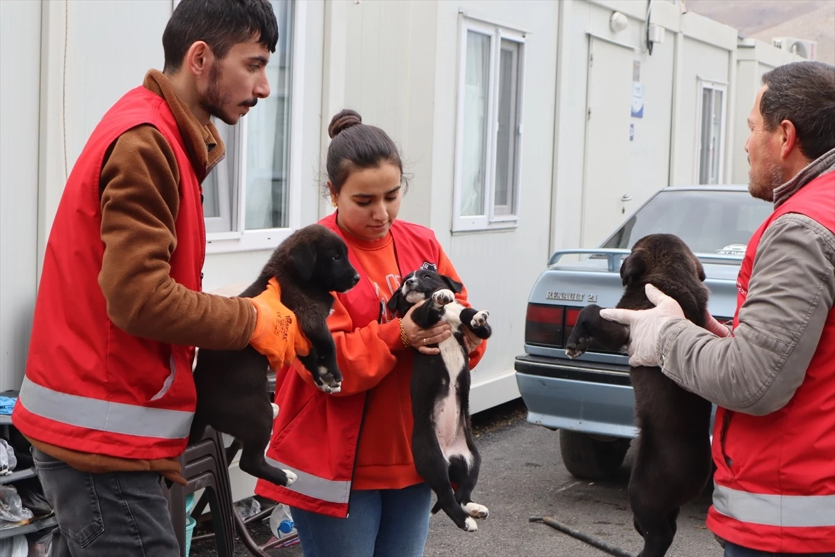 Elbistan\'da deprem sonrası sahipsiz hayvanlar toplanıyor
