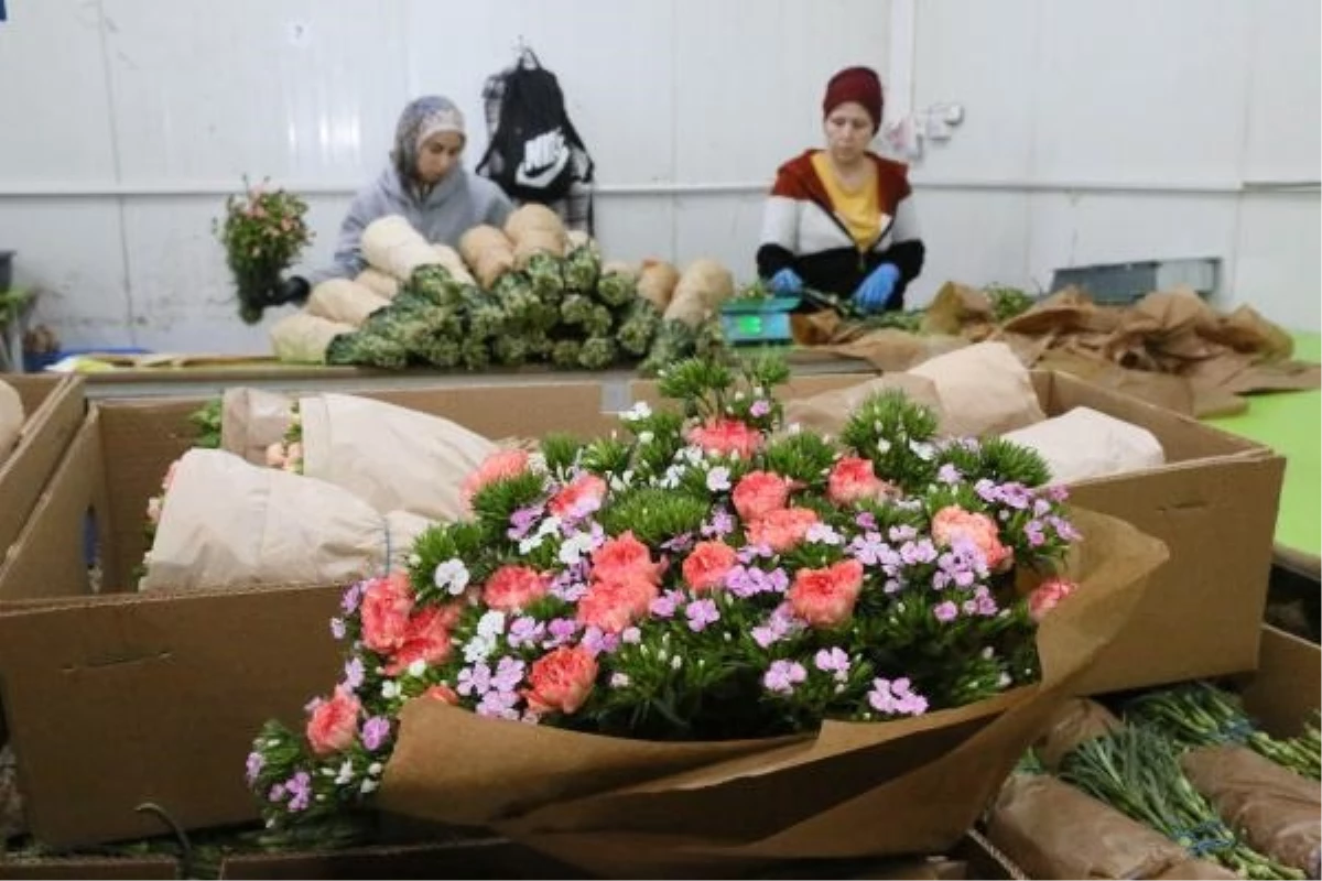 Türkiye\'de Kesme Çiçek Tüketimi Avrupa Ülkelerinin Gerisinde Kalıyor