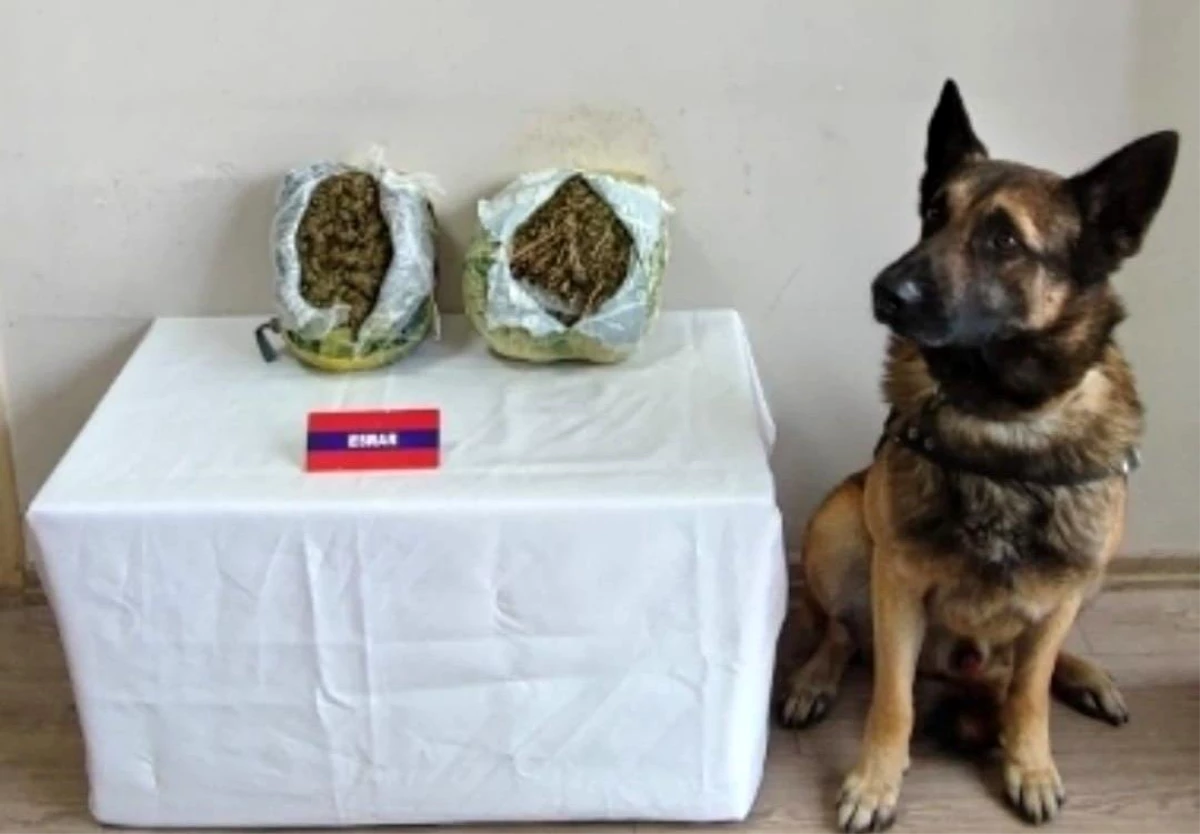 Bolu\'da narkotik köpeğiyle yapılan aramada uyuşturucu ele geçirildi