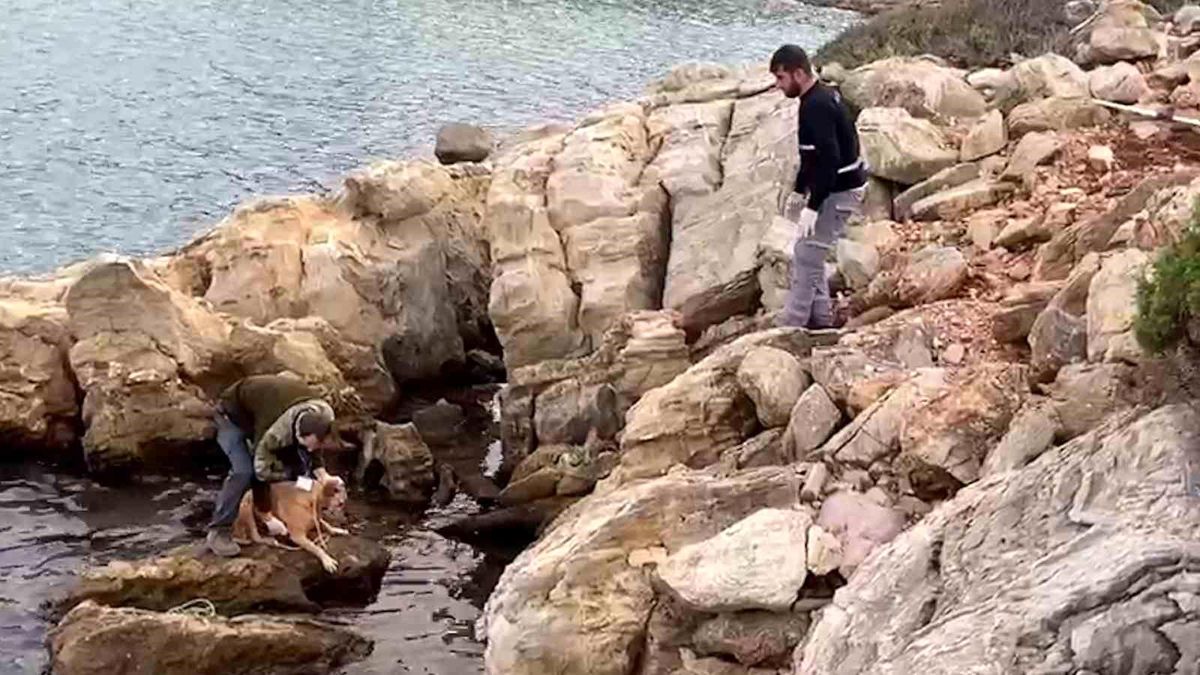 Bodrum\'da denize düşen köpek kurtarıldı