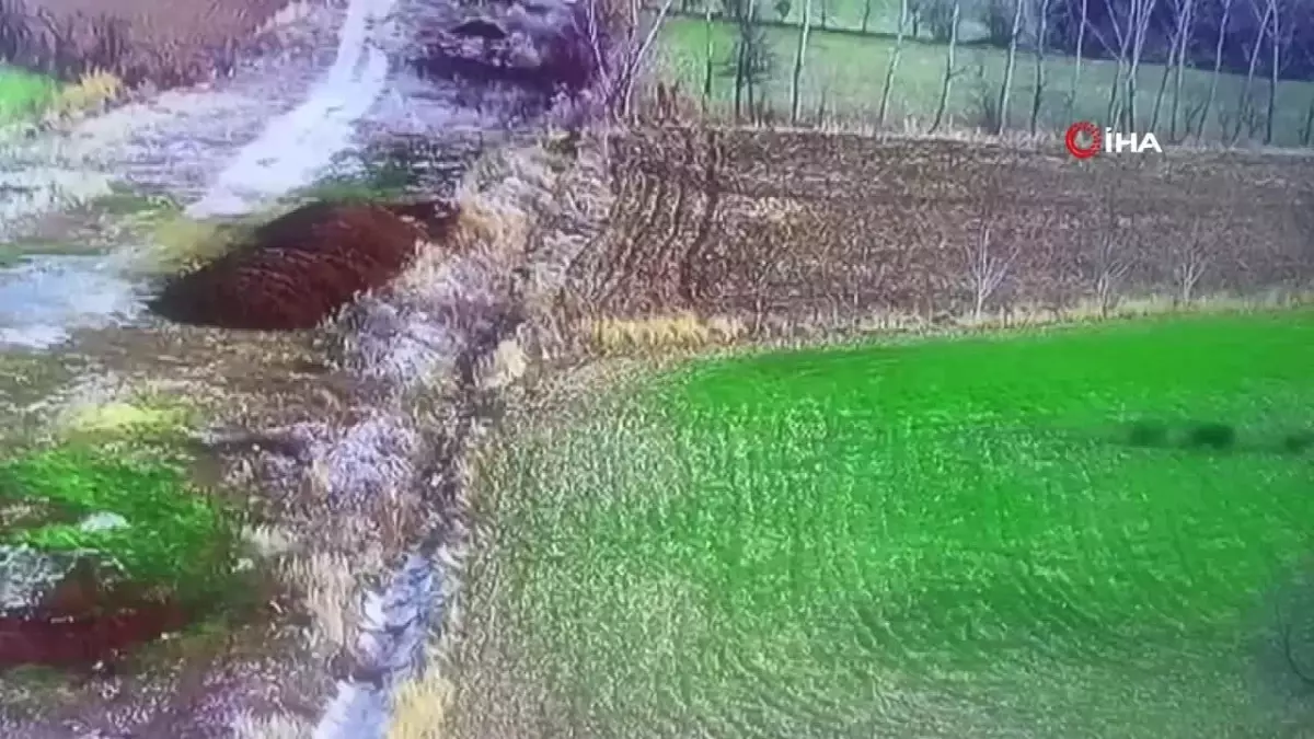 Domuz sürüsünün ilerleyişi güvenlik kamerasına yansıdı