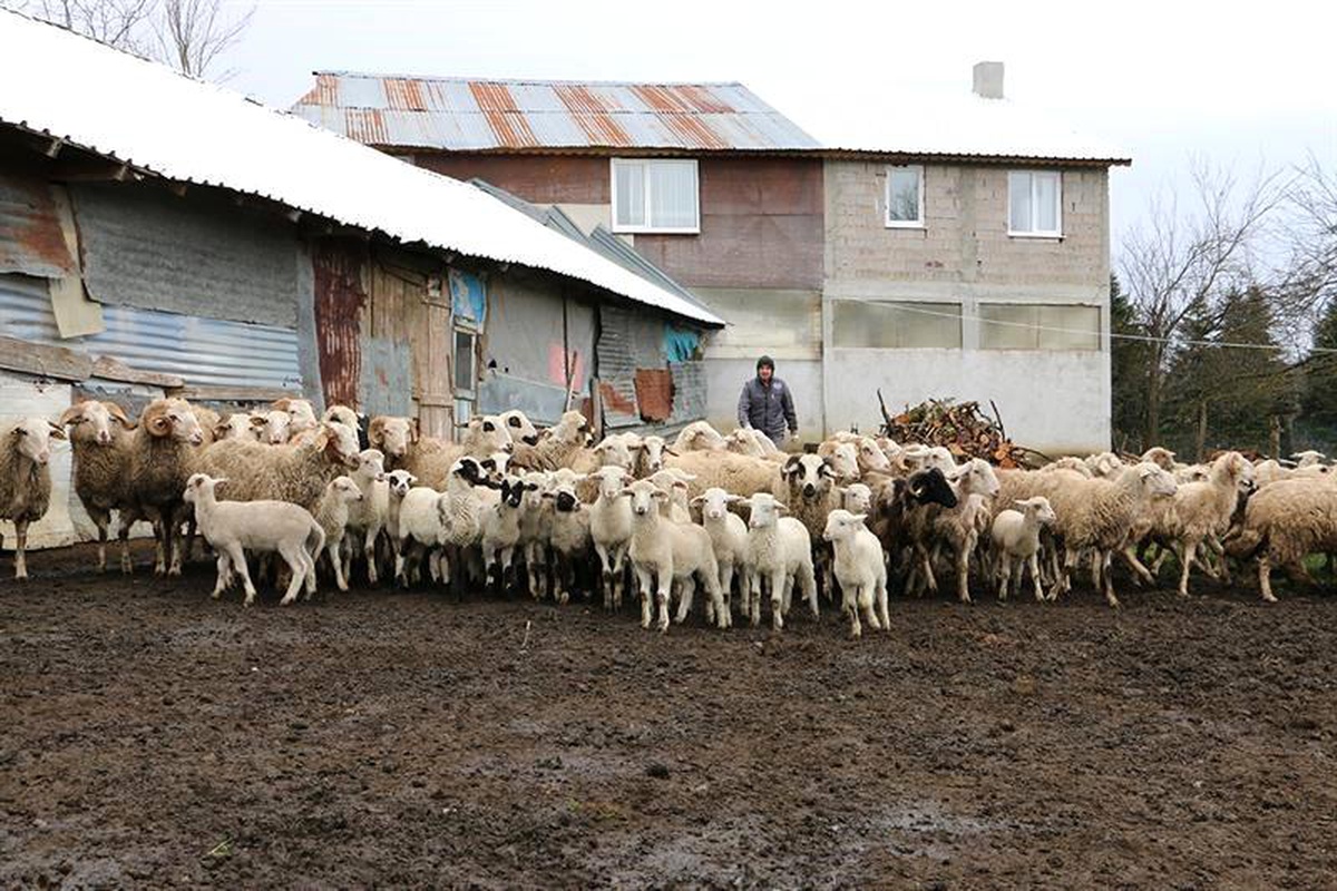 Bolu\'da anaç koyun-keçi destekleri artırıldı