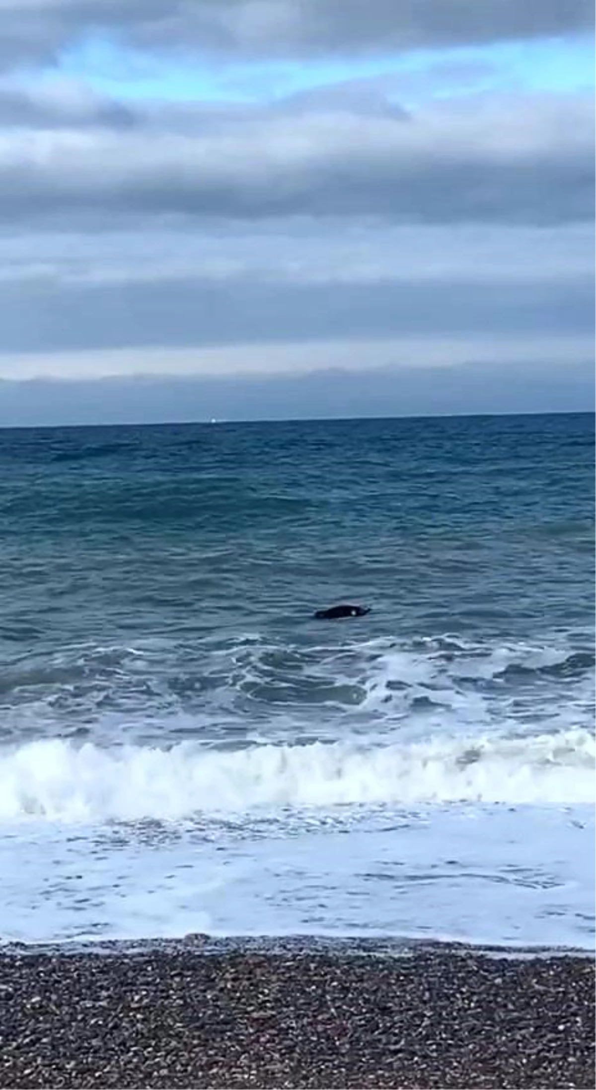 Kastamonu\'da denizde sürüklenen inek cesedi kıyıya vurdu