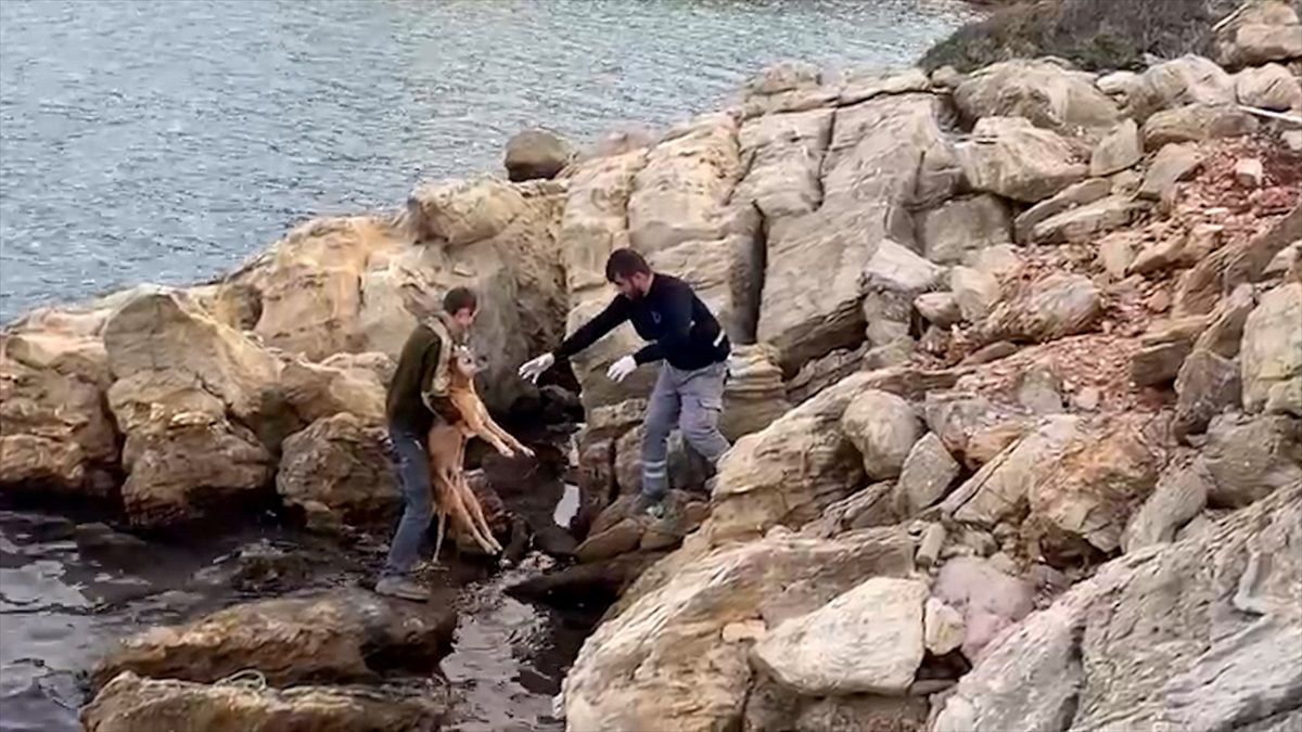 Muğla Bodrum\'da Denize Düşen Köpek Kurtarıldı