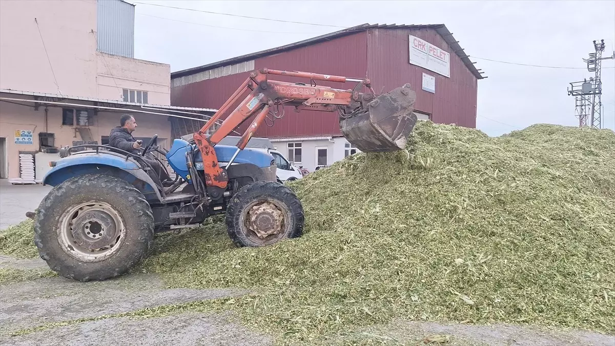 Samsun Bafra Ovası\'nda Silajlık Mısır Hasadı Tamamlandı