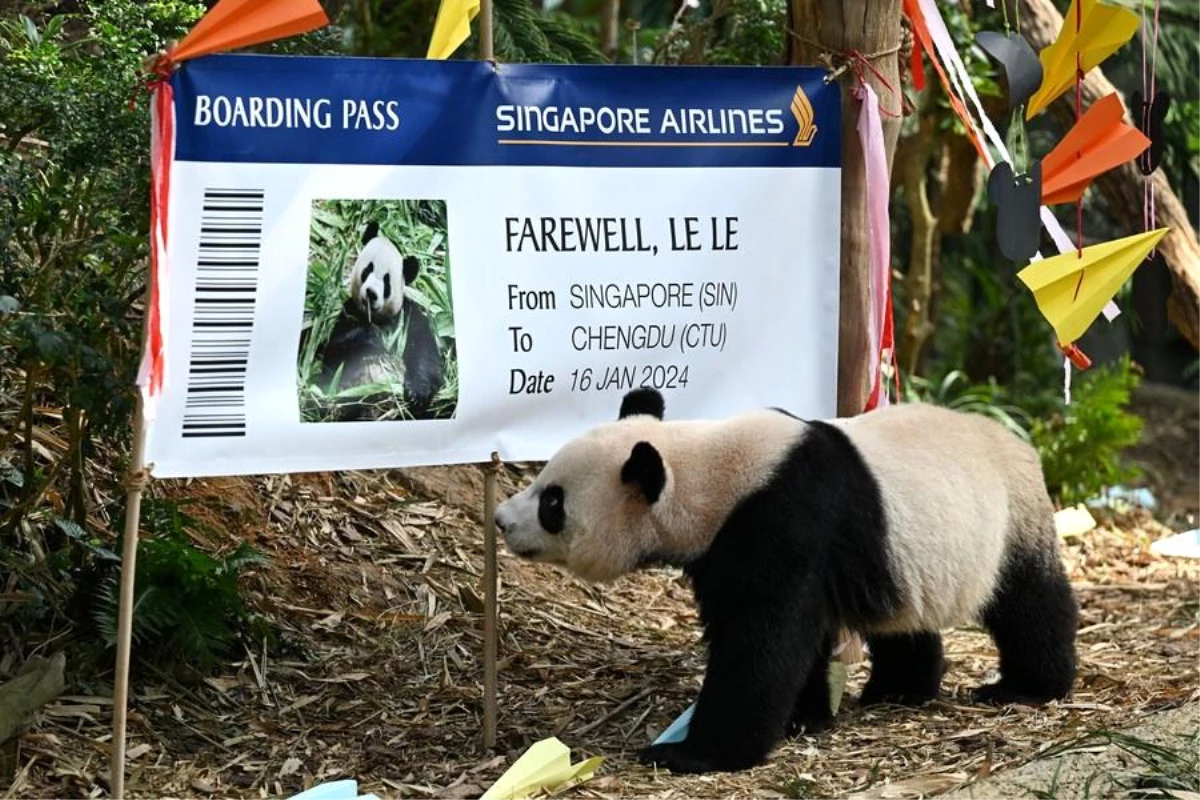 Singapur\'da Panda Yavrusu Le Le Son Kez Ziyaretçilerin Karşısına Çıktı