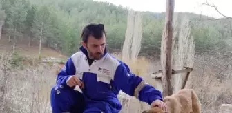 Nazilli'de Zehirlenen Köpek Sayısı 9'a Çıktı