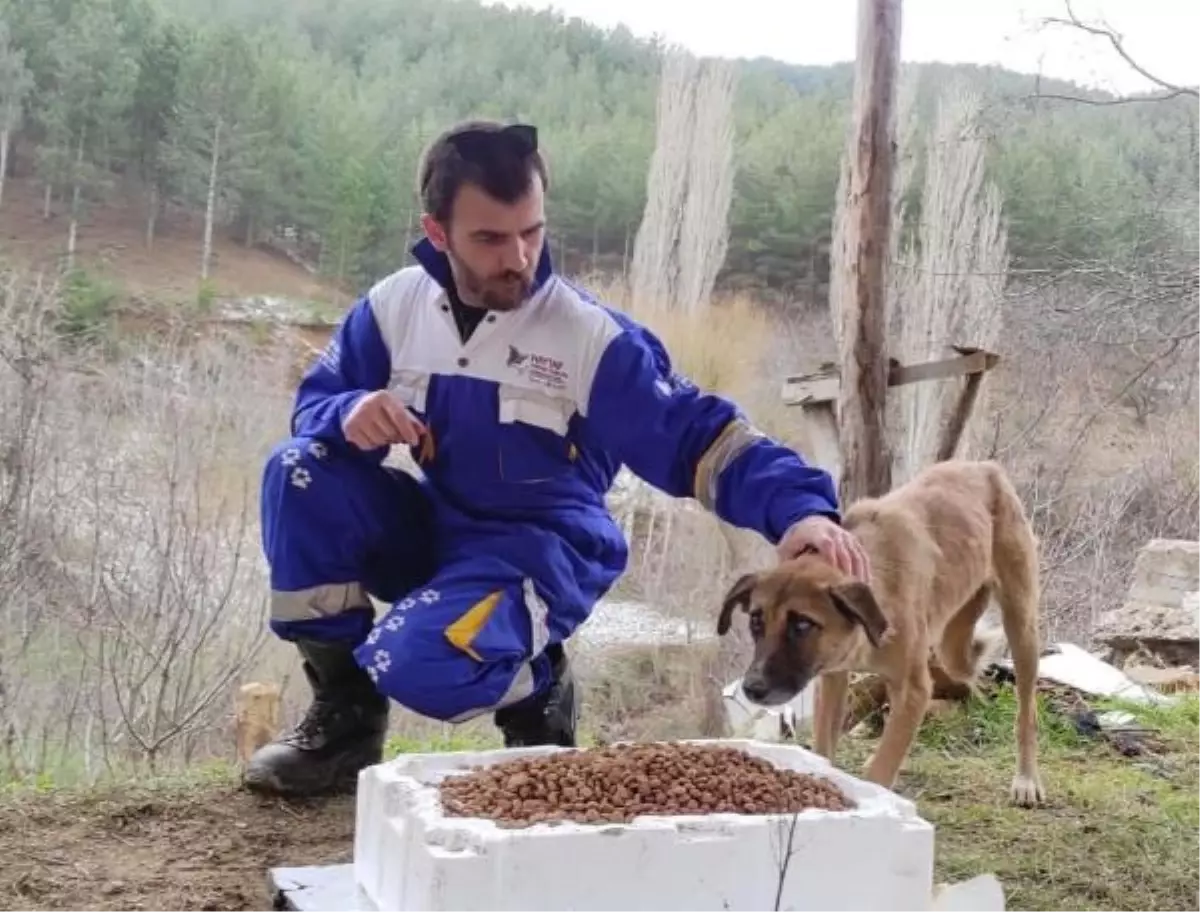 Nazilli'de Zehirlenen Köpek Sayısı 9'a Çıktı