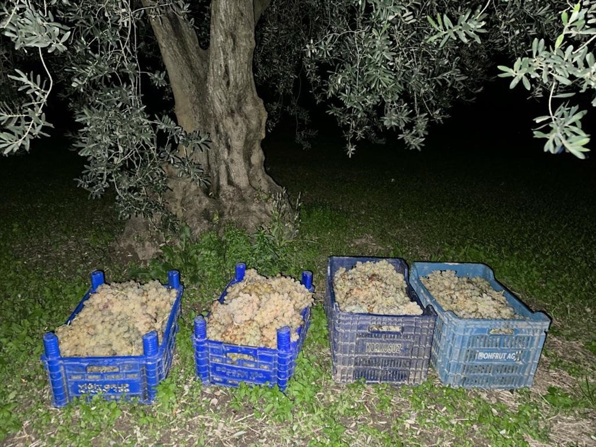 İznik\'te üzüm ve zeytin hırsızlığı yapan 3 şüpheli suçüstü yakalandı