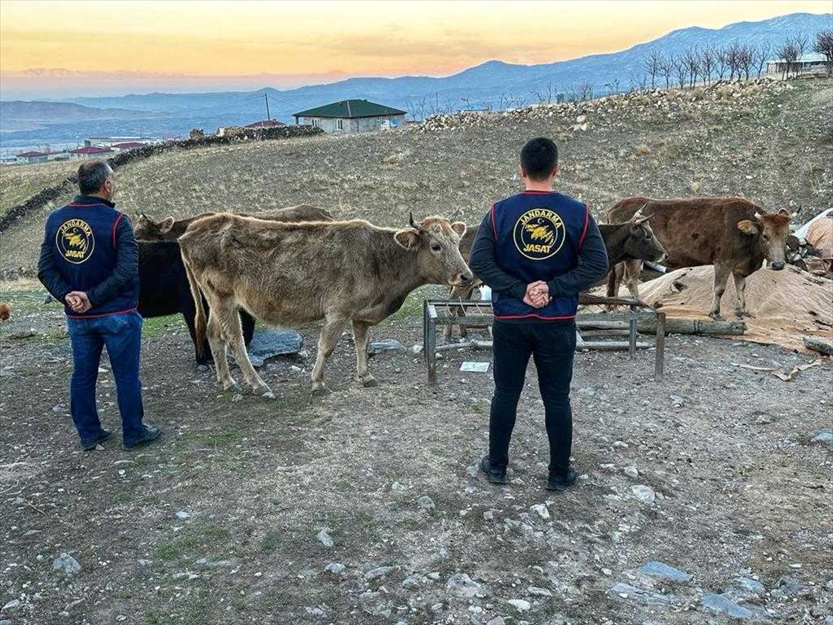 Iğdır\'da Ahırdan Büyükbaş Hayvan Çalan 3 Kişi Tutuklandı