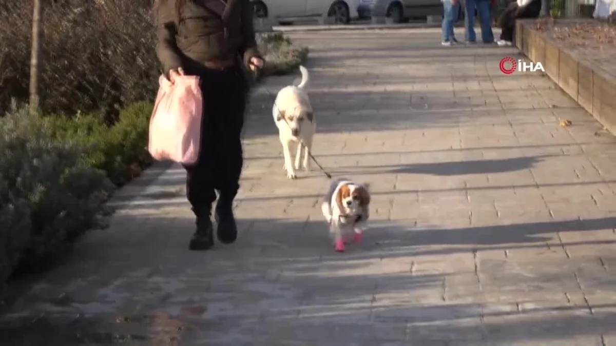 Köpeğine yapılan doğum günü partisindeki mamalar sokak hayvanlarına dağıtıldı
